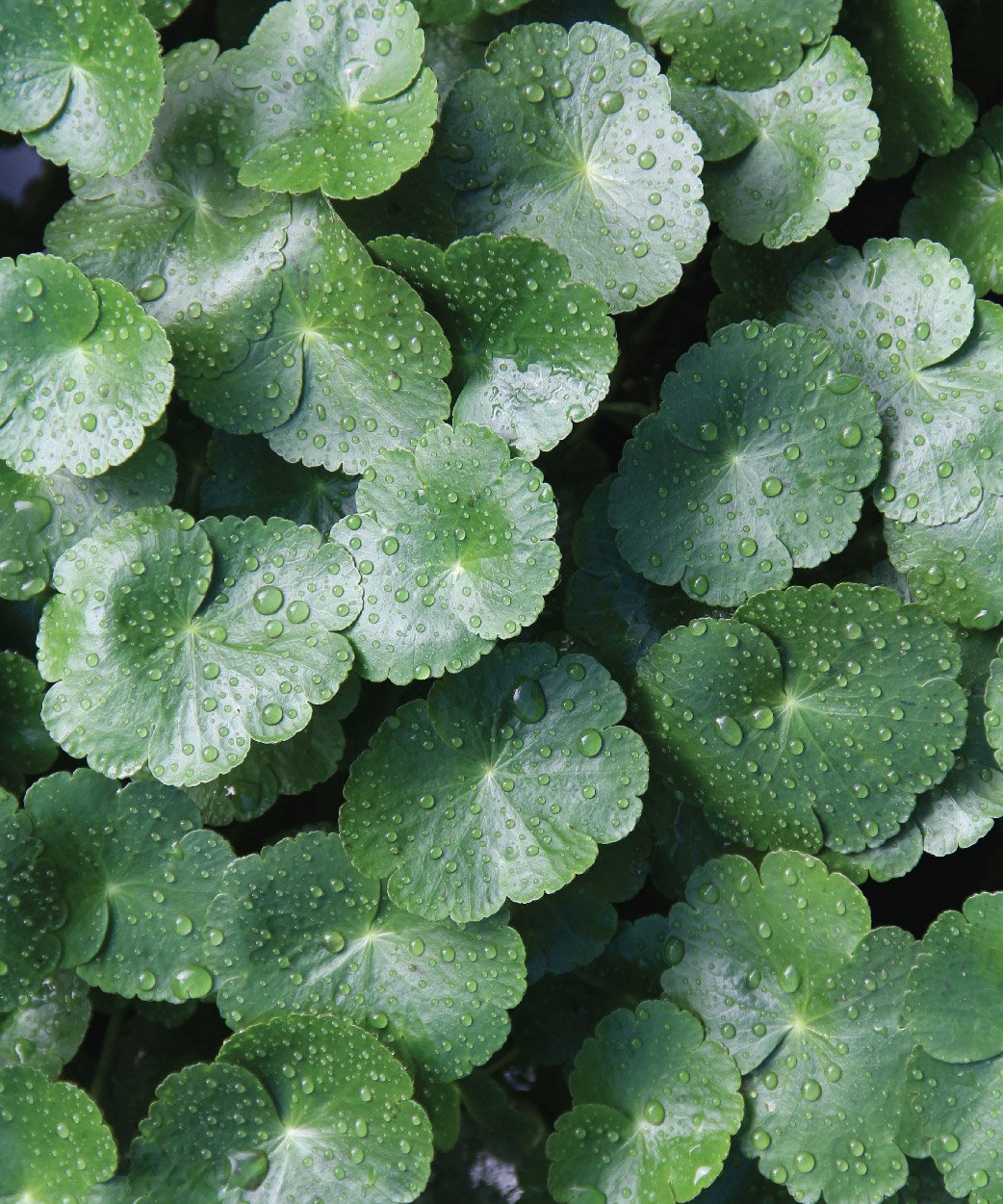 Brahmi