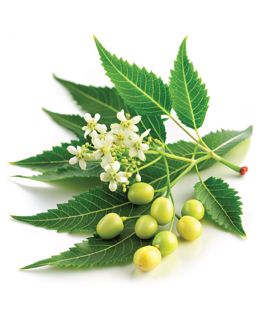Neem