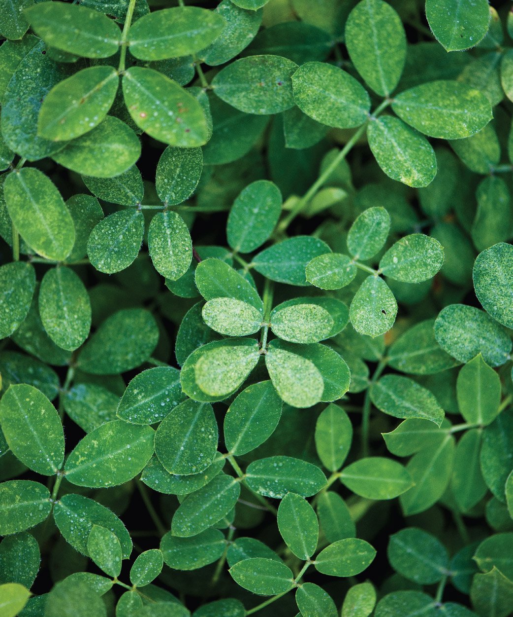 Moringa